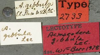 Media type: image;   Entomology 2733 Aspect: labels